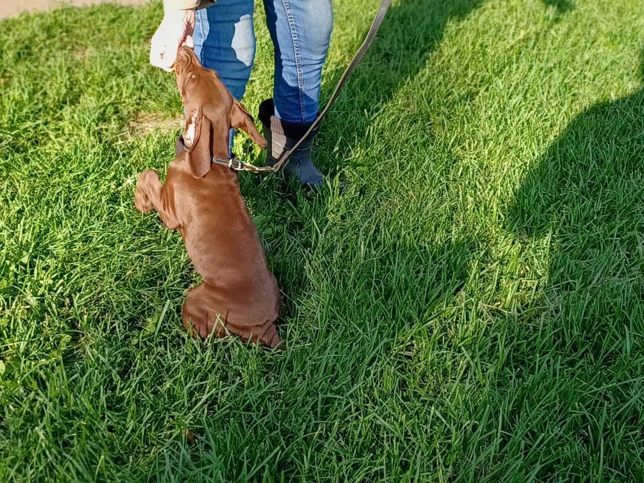 Billede 13 - Tysk korthhåret hønsehund