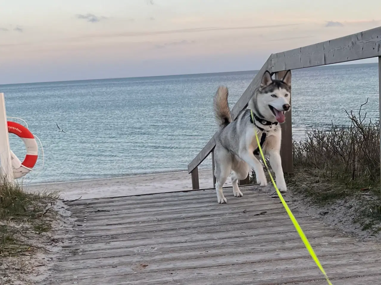 Billede 1 - Husky søger nyt hjem