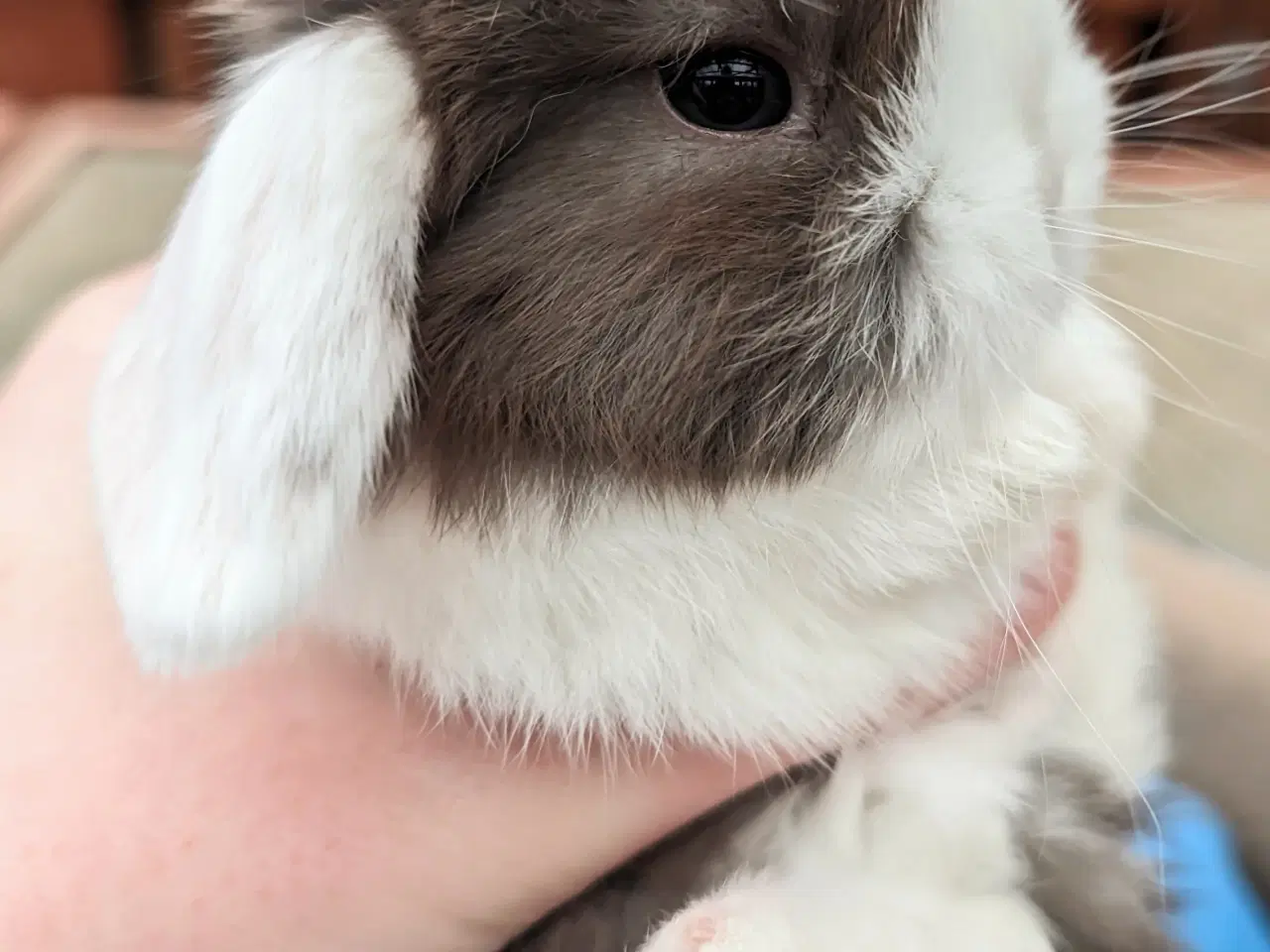 Billede 1 - Minilop kaninunge sælges 