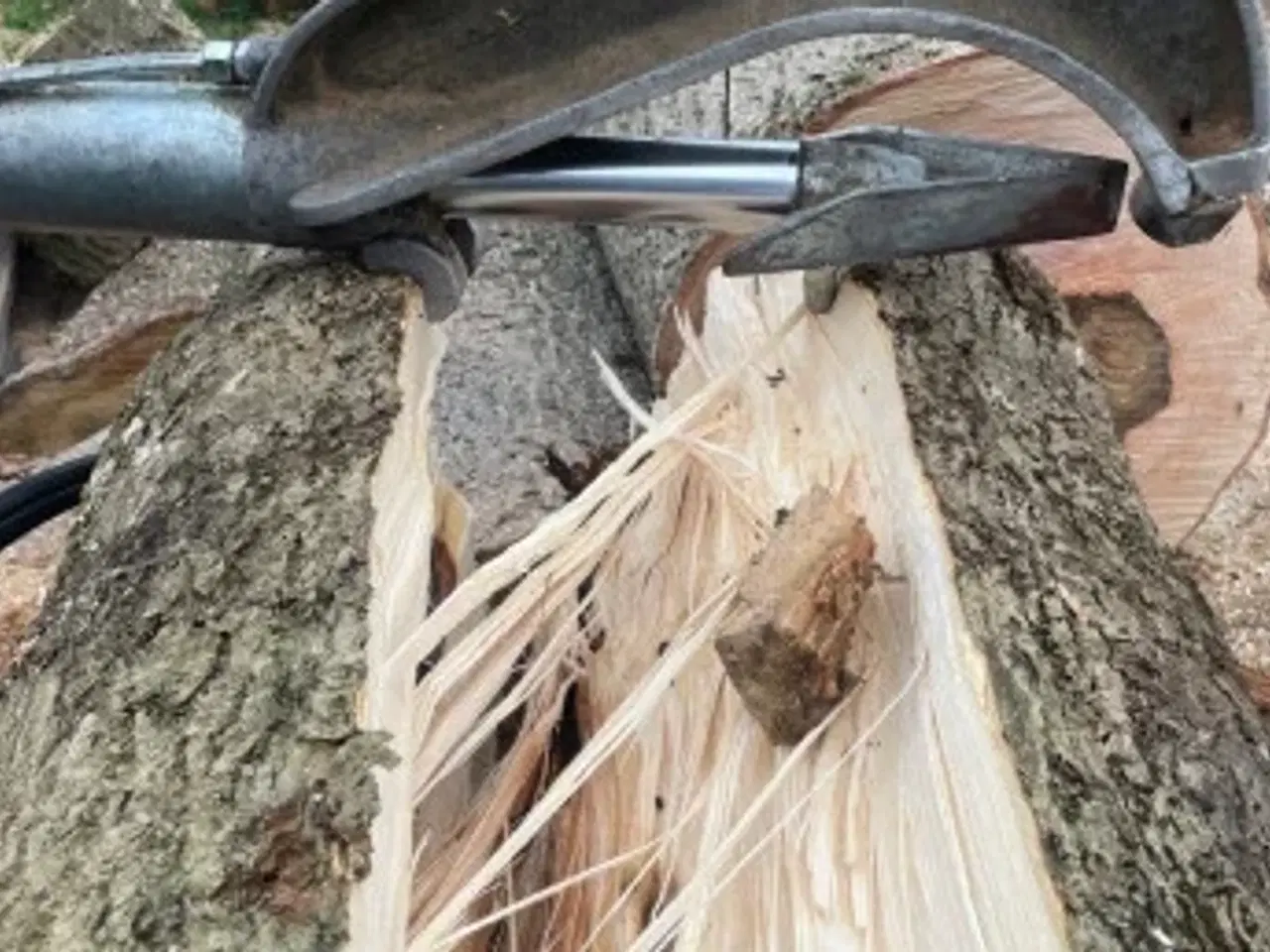 Billede 4 -  - Storkævlekløveren