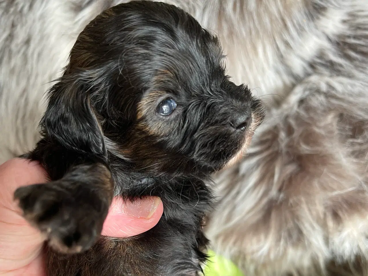 Billede 1 - Maltipoo efter sommerferien