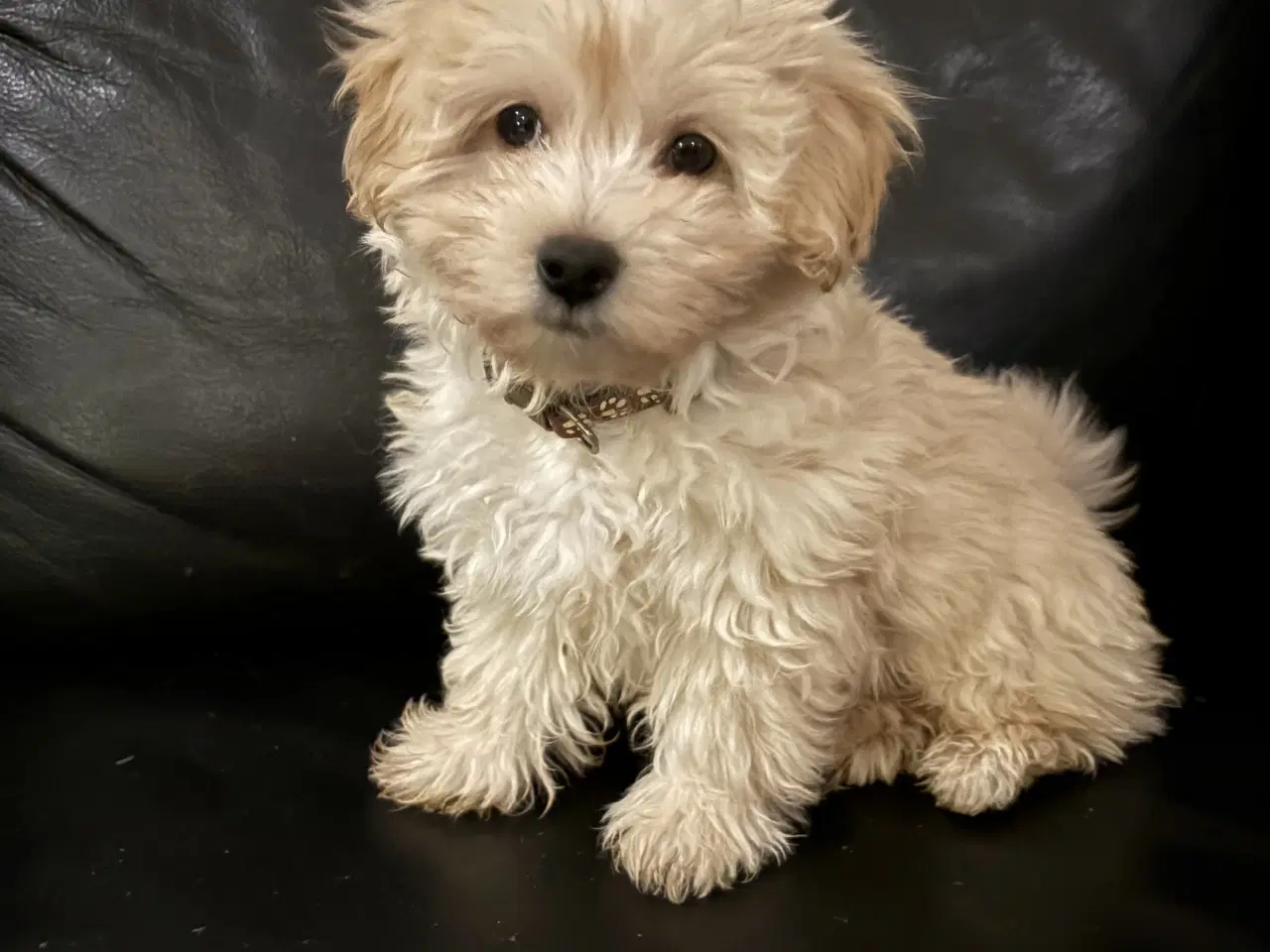 Billede 1 - Havapoo han hvalp SALGSKLAR!