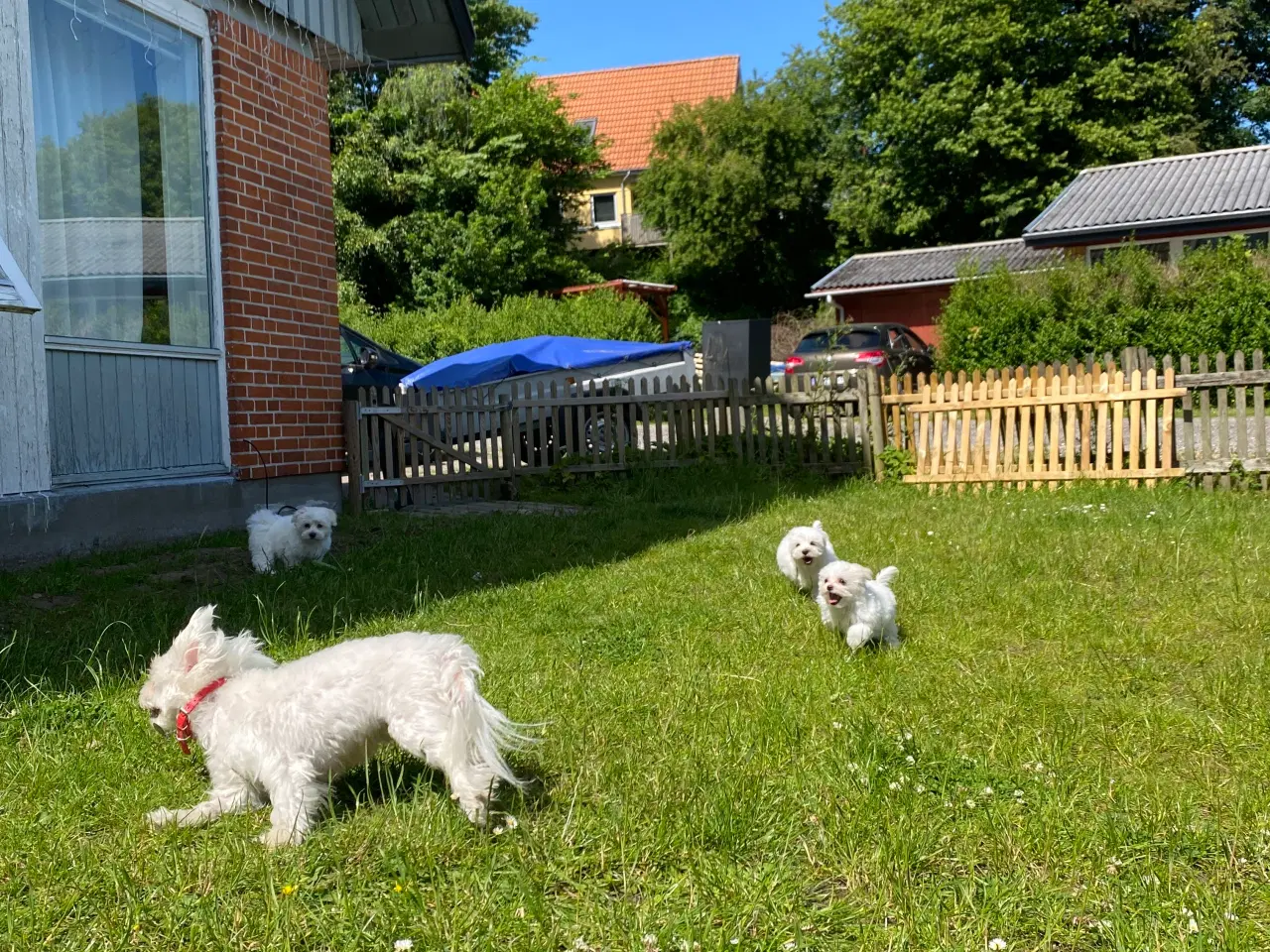 Billede 14 - Malteser hvalpe 🐶