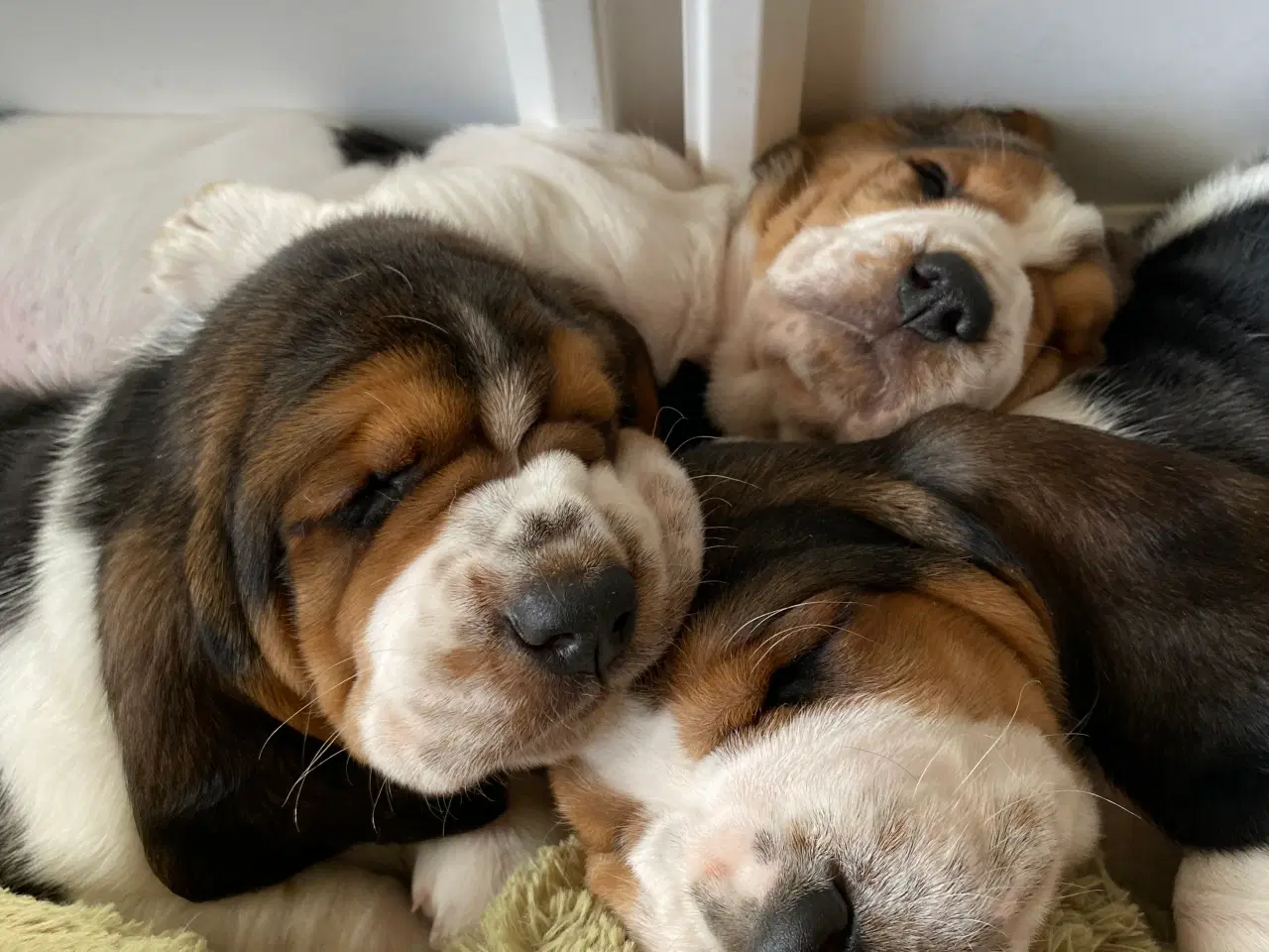Billede 6 - Basset Hound hvalpe