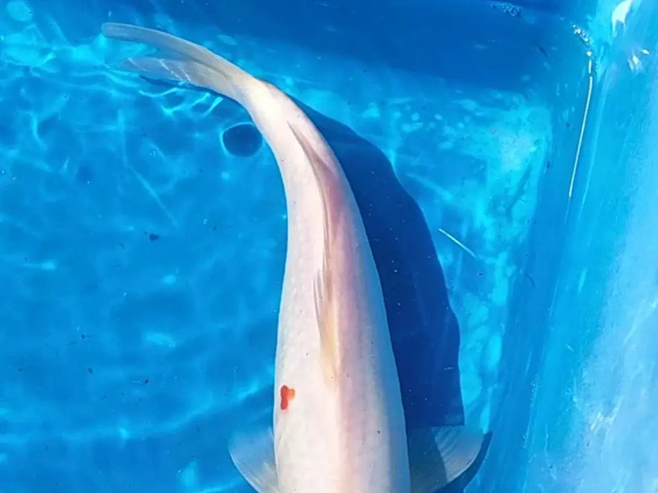 Billede 4 - Koi 35 cm