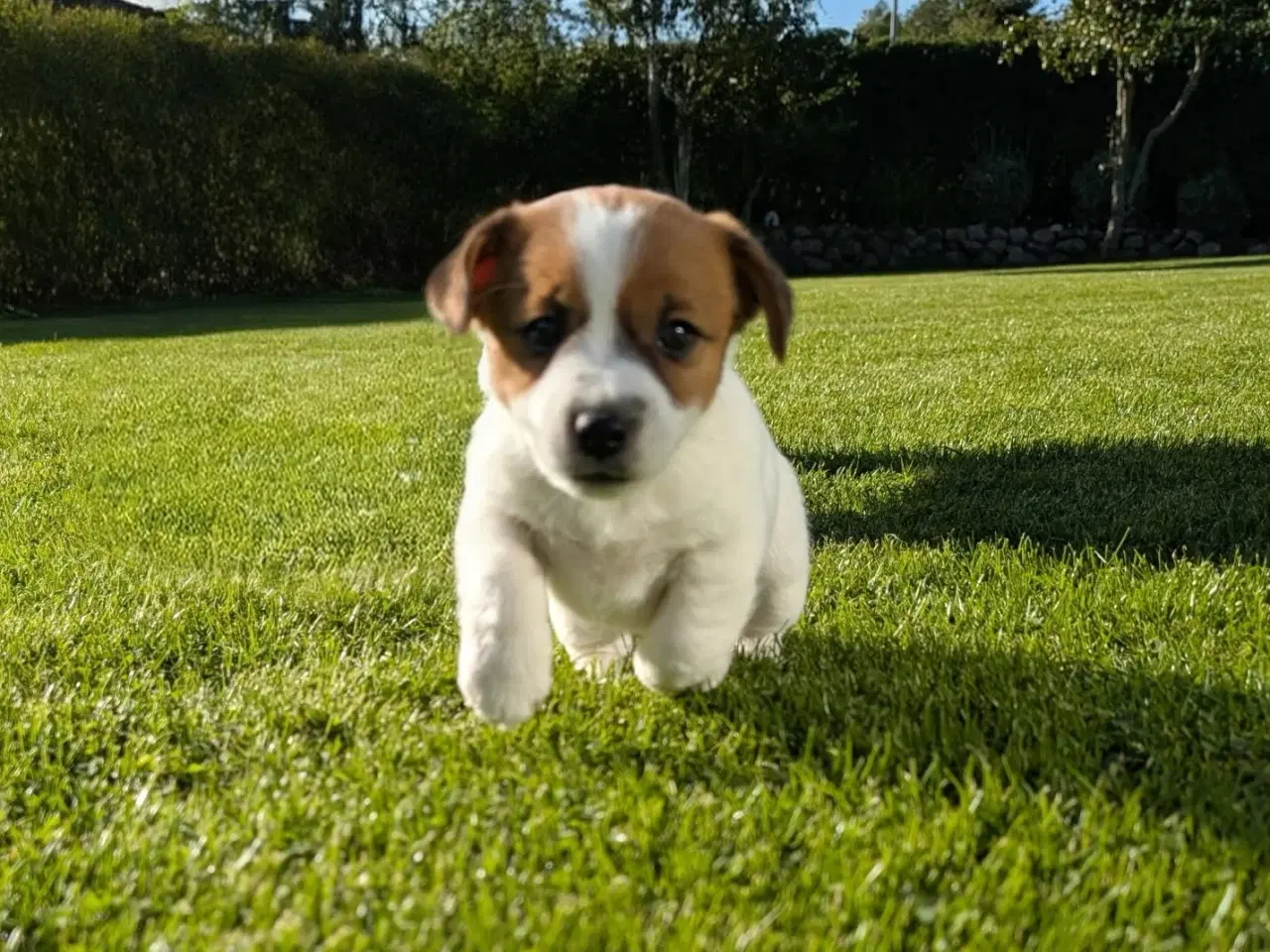 Billede 6 - Jack Russell Terrier, kortbenet, DKK