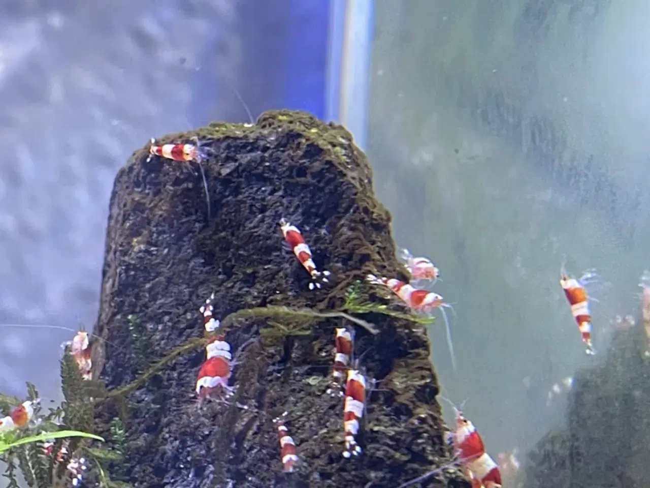 Billede 2 - Akvarie reje, Red Crystal caridina rejer