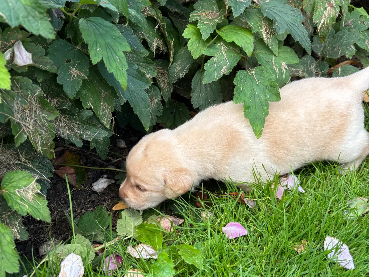 Billede 2 - Labrador hundehvalpe sælges 
