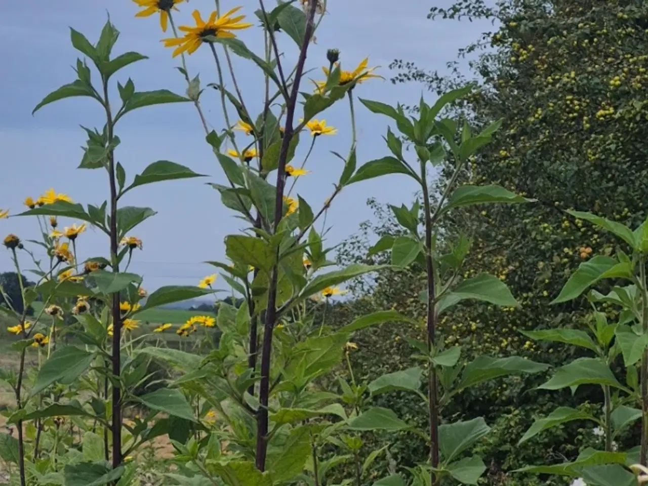 Billede 4 - Jordskokker sælges