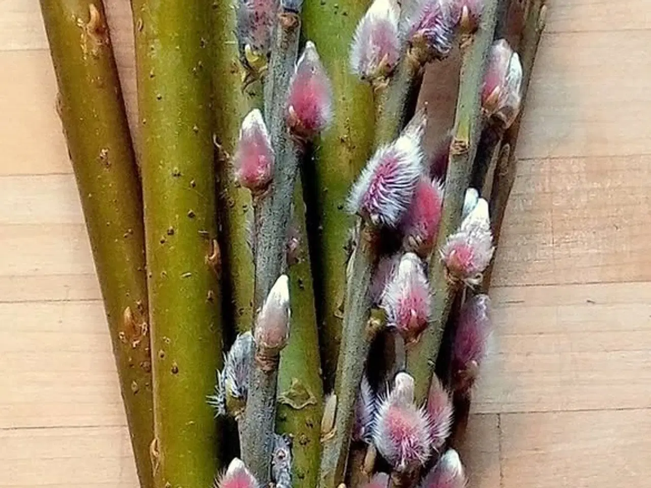 Billede 1 - Pilestiklinger til levende hegn/hæk 2026