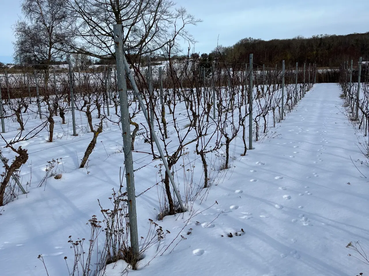 Billede 1 - Grav selv op vinstokke plus pæle
