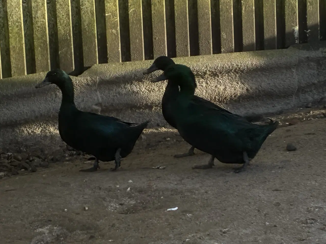 Billede 2 - Fjerkræ