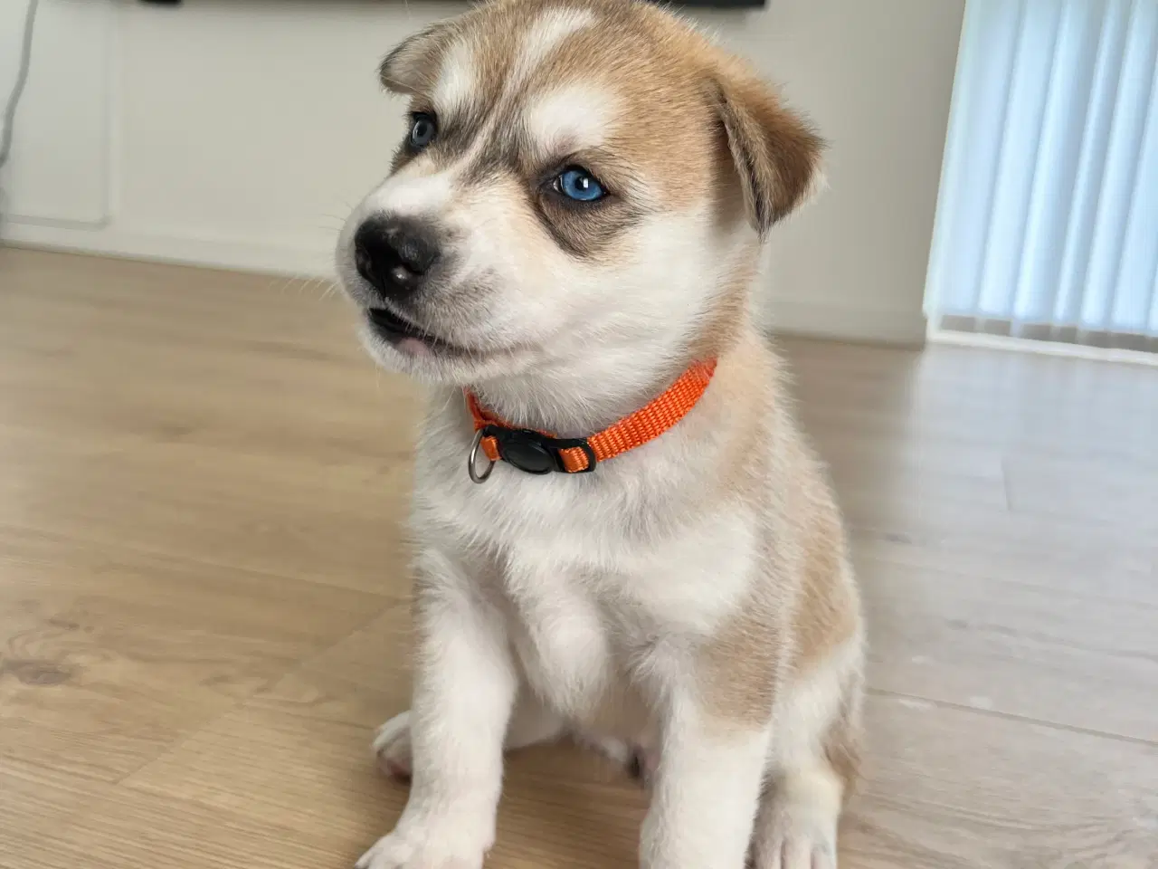 Billede 2 - Sibirisk husky hvalpe