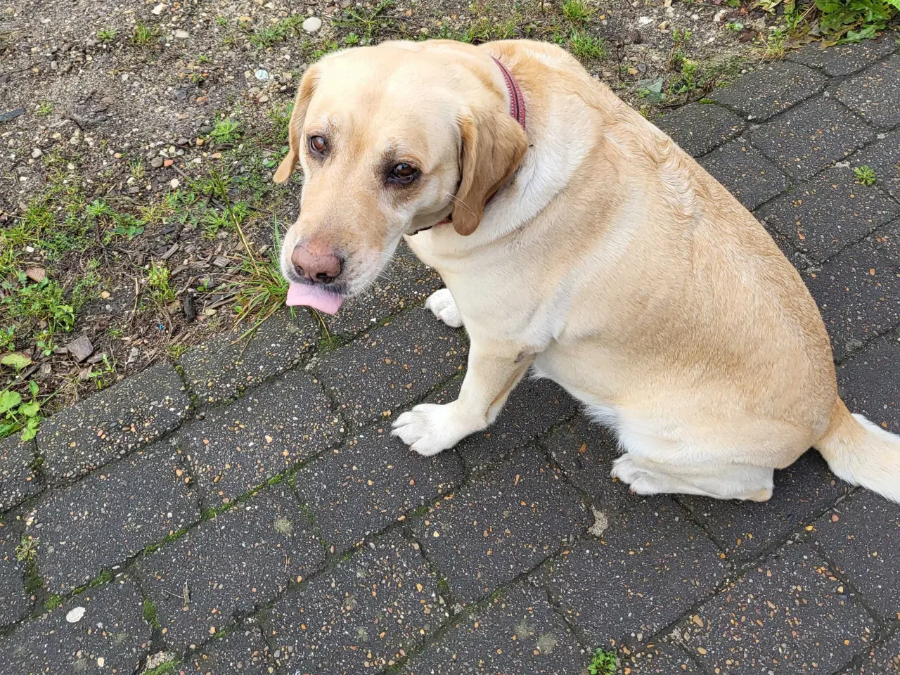 Billede 6 - Labrador Hundehvalpe 