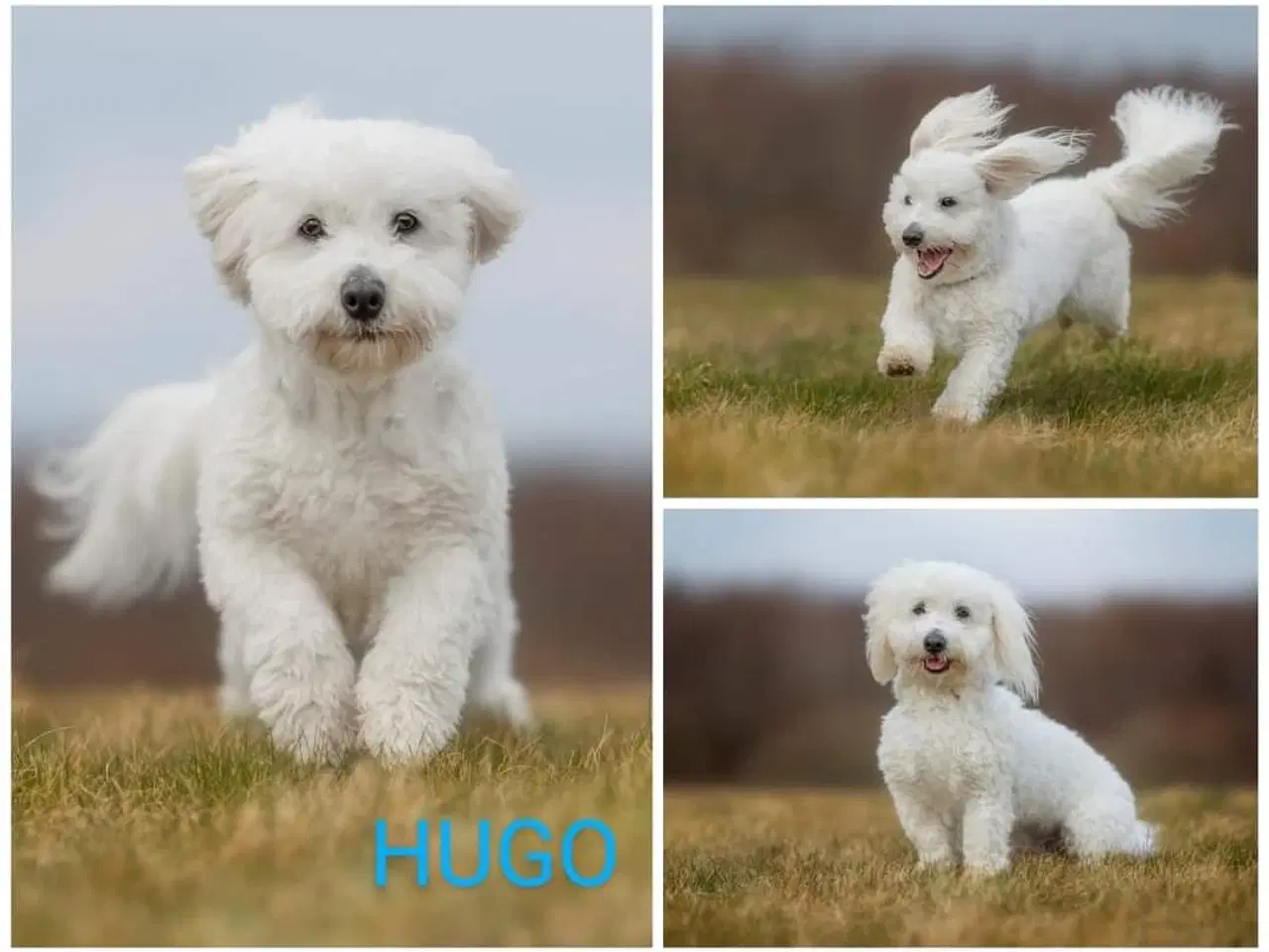 Billede 3 - Coton de Tulear 