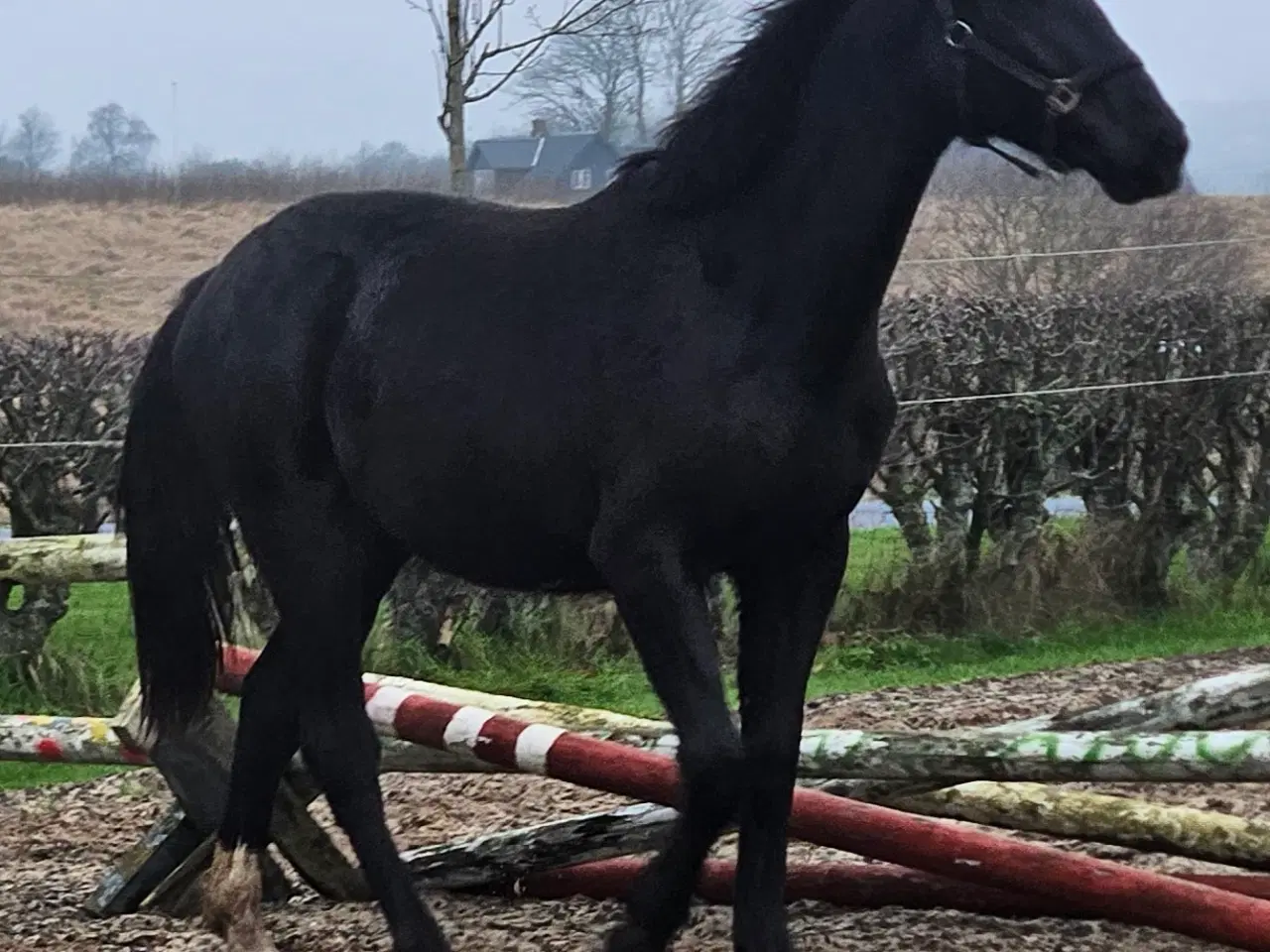Billede 6 - Sort smuk hoppeplag 