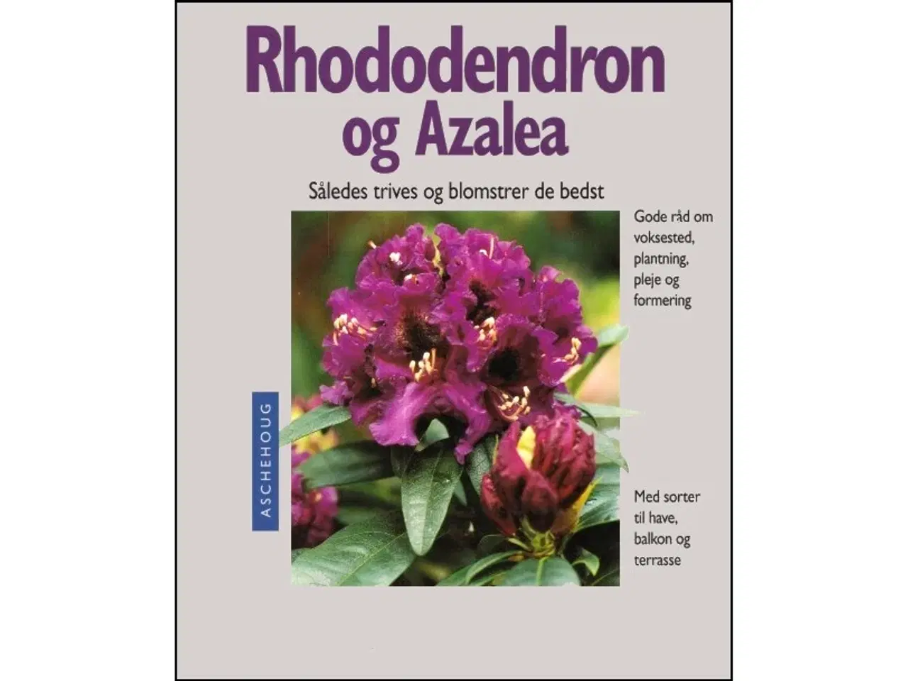 Billede 1 - Rododendron og Azalea