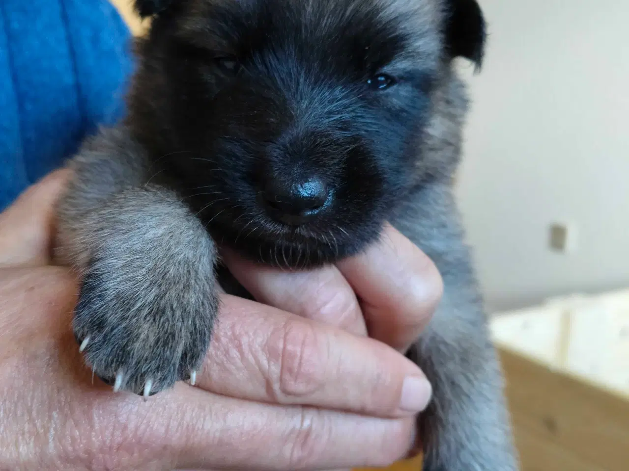 Billede 6 - Belgisk hyrdehund / Schweizisk hyrdehund Hvalpe