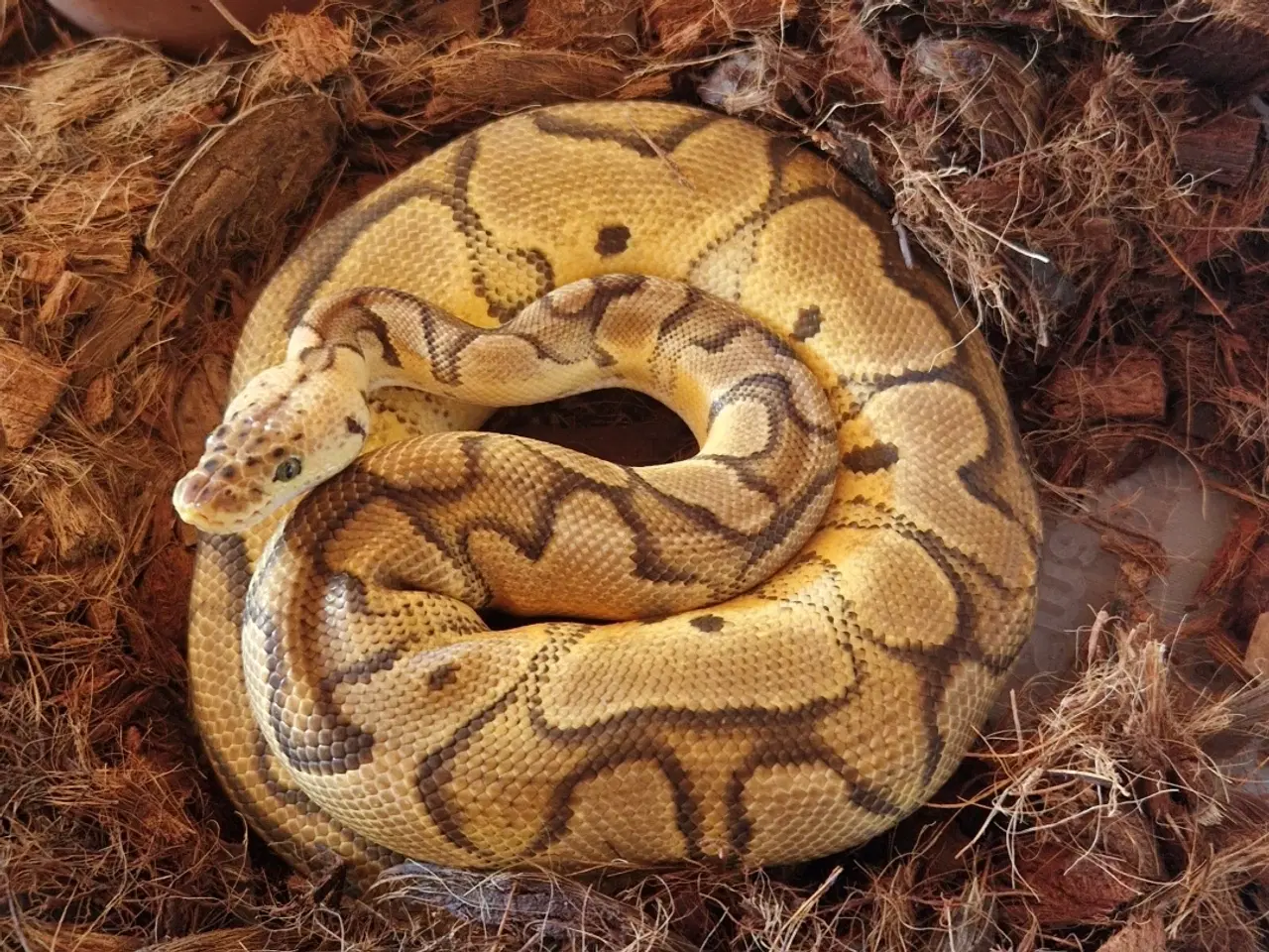 Billede 4 - Kongepython 1.0