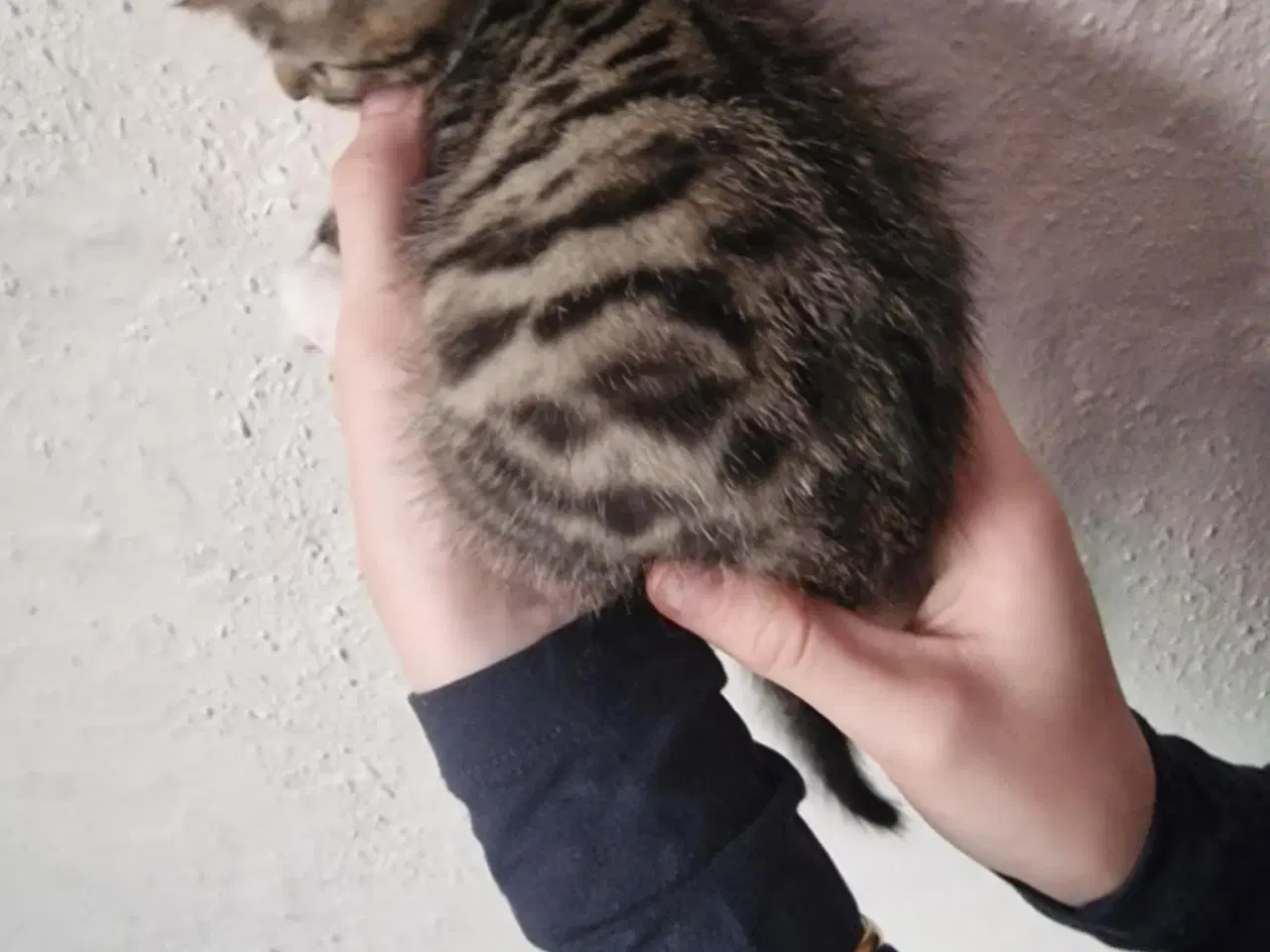 Billede 2 - Bengal blanding killinger 