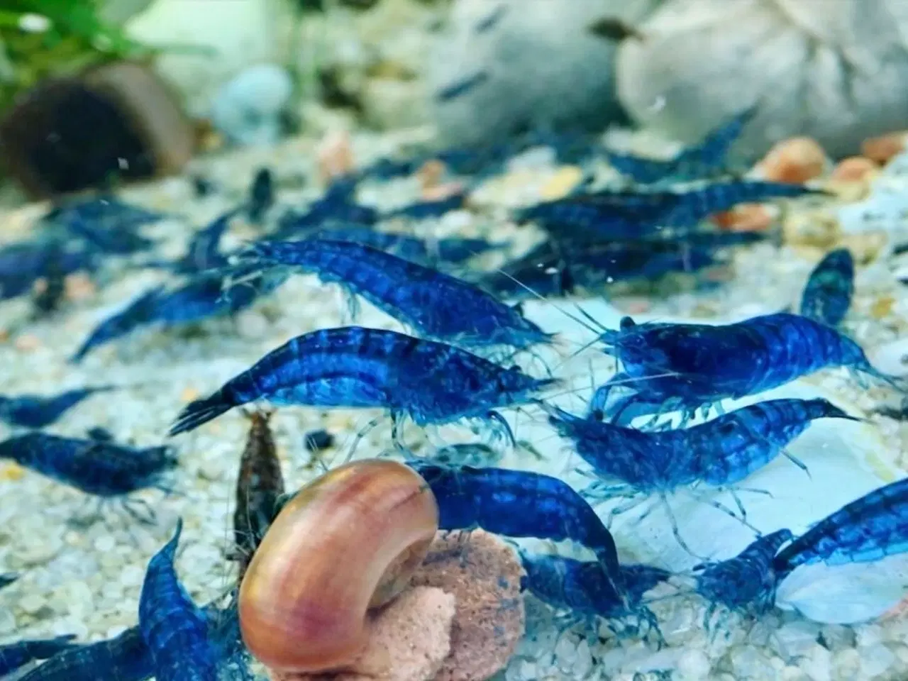Billede 5 - 💙Flotte blå rejer