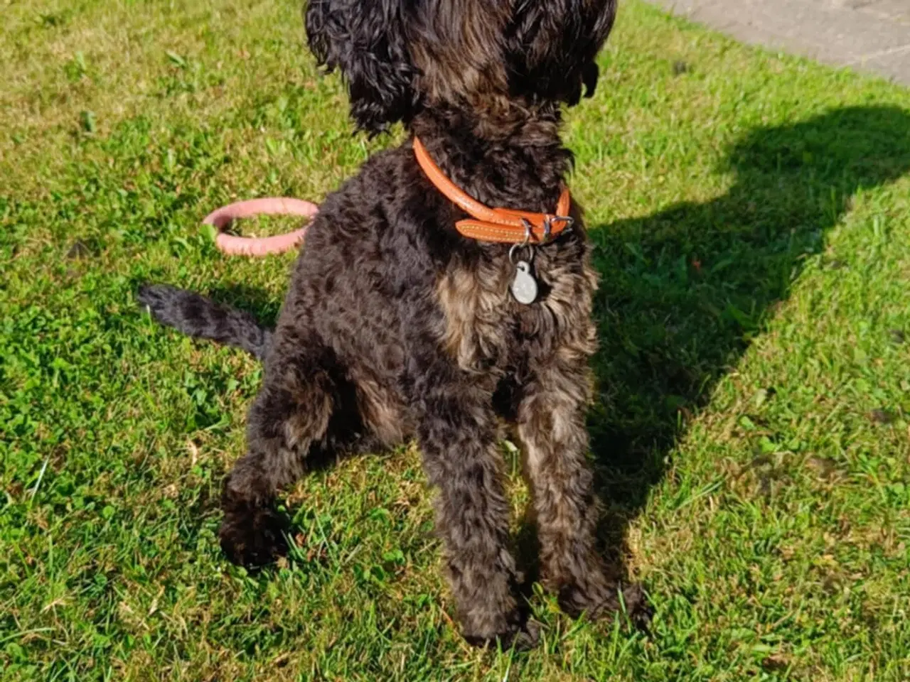 Billede 1 - 1årig Cavapoo