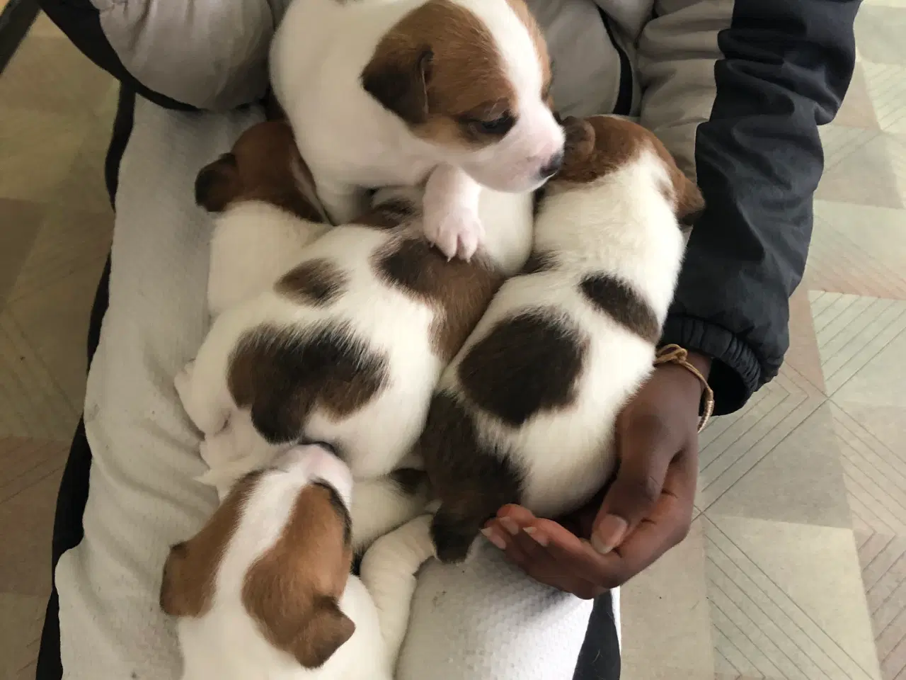 Billede 10 - Jack Russell Terrier