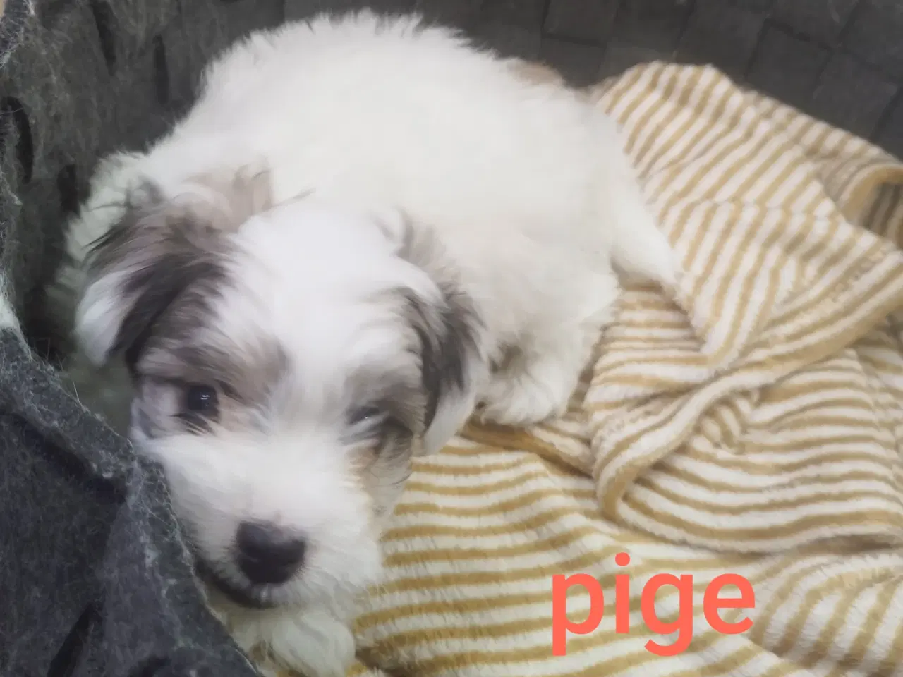 Billede 2 - Coton de tulear piger