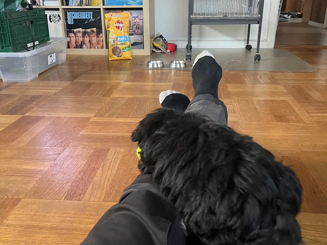 Billede 2 - Hundehvalp Maltipoo