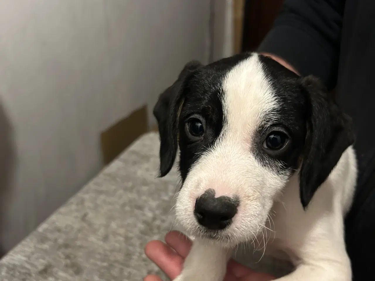 Billede 6 - Skønne hvalpe søger nyt hjem