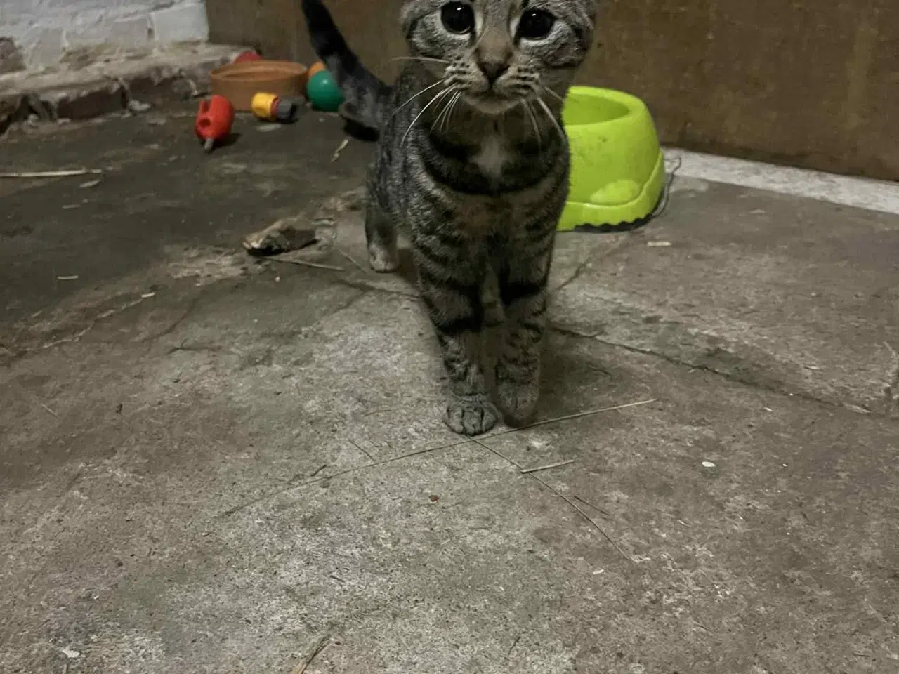 Billede 7 - Hun Killinger