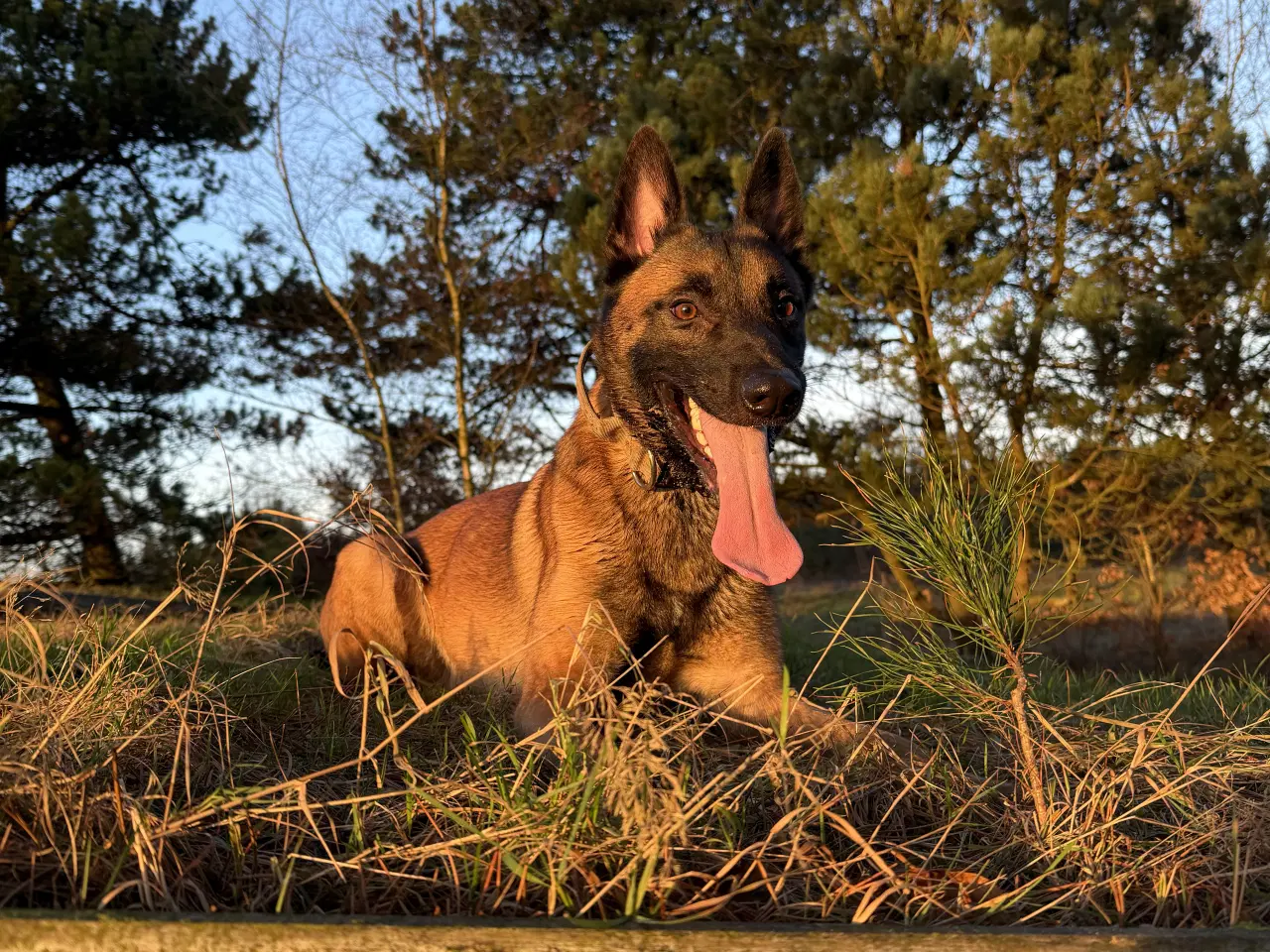 Billede 2 - Belgisk Malinois 