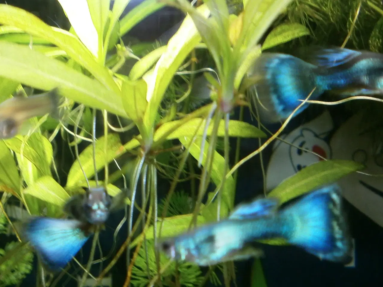 Billede 1 - Blue Moscow Guppy.