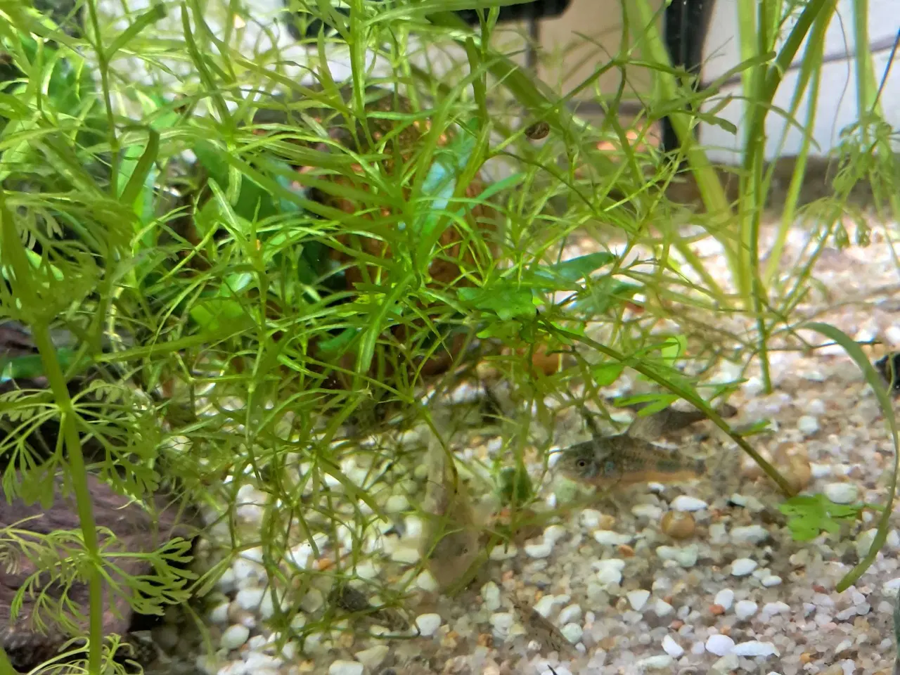 Billede 4 - Malle yngel 