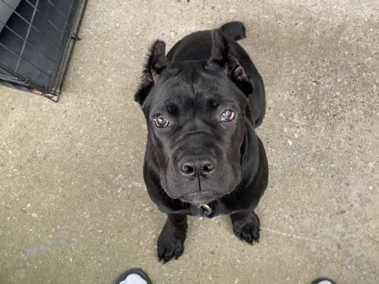 Billede 1 - Cane corso tæve hvalp 