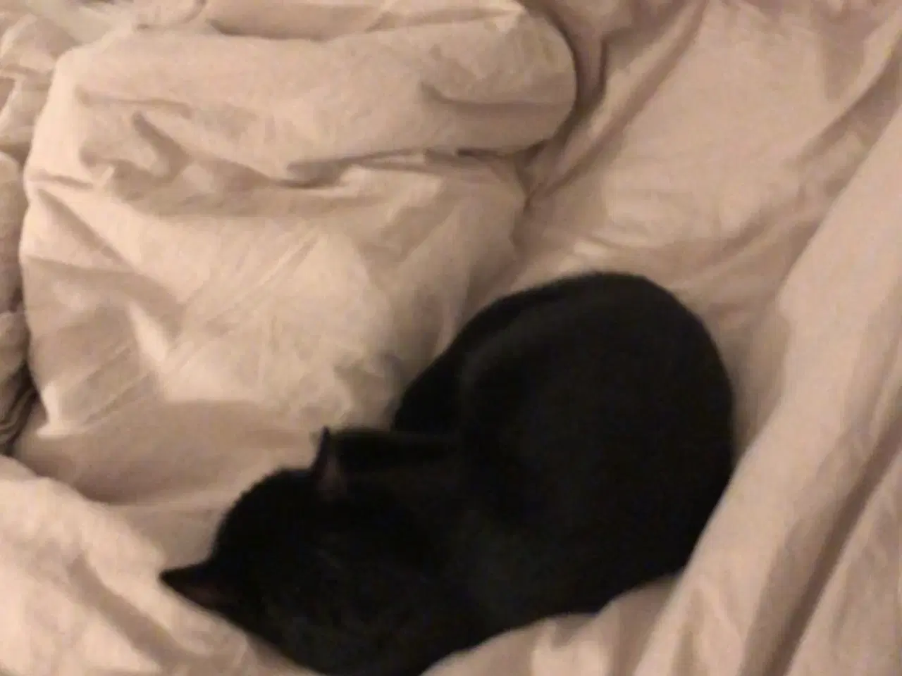 Billede 4 - Skøn kælen og kærlig hunkat/indekat søger hjem
