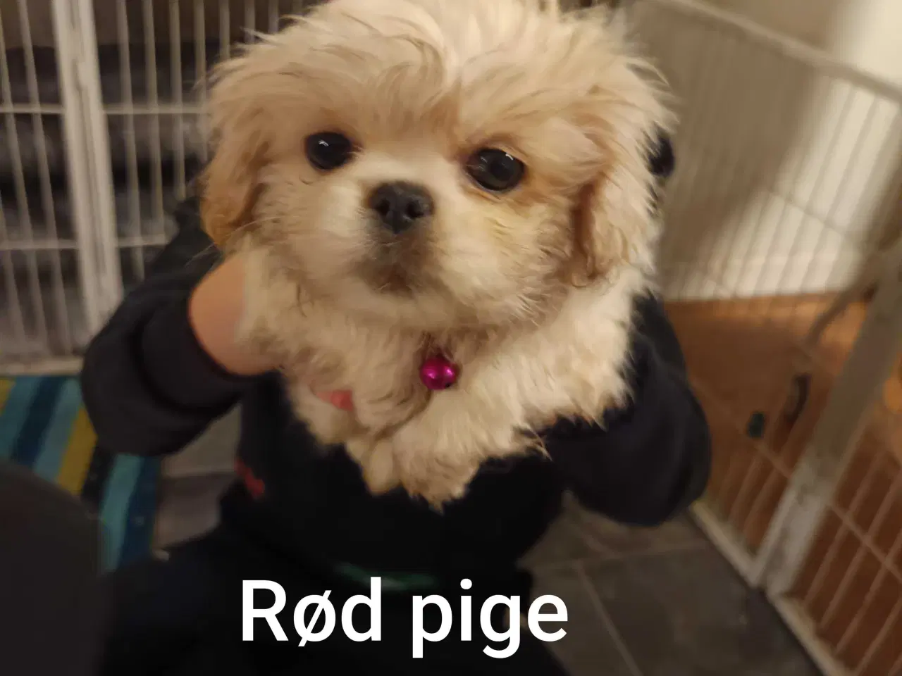 Billede 7 - Lækre hvalpe 