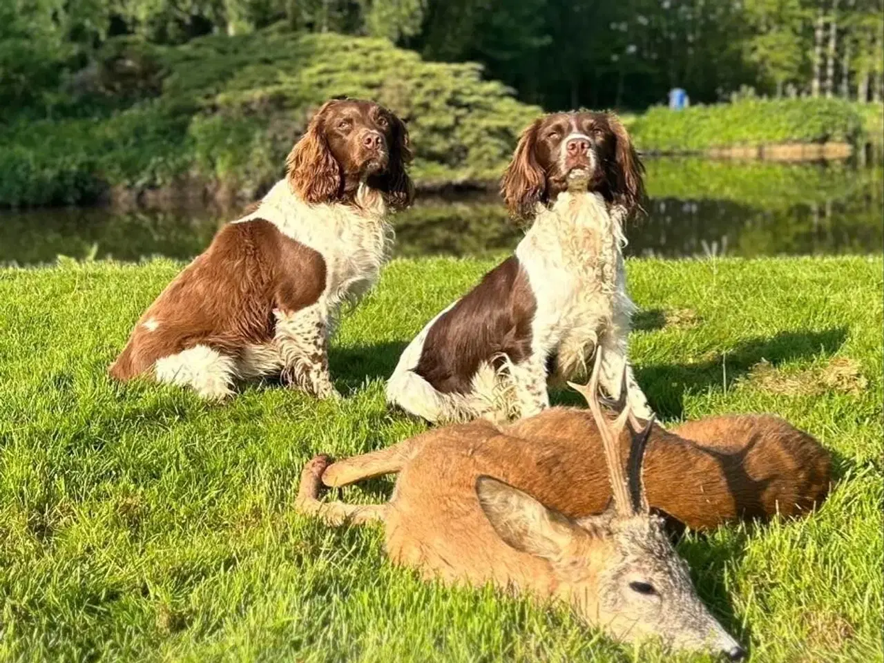 Billede 1 - Jagt/riffel jagt søges fyn