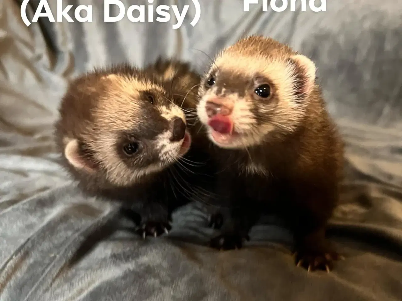 Billede 6 - ilderhvalpe søger nye hjem