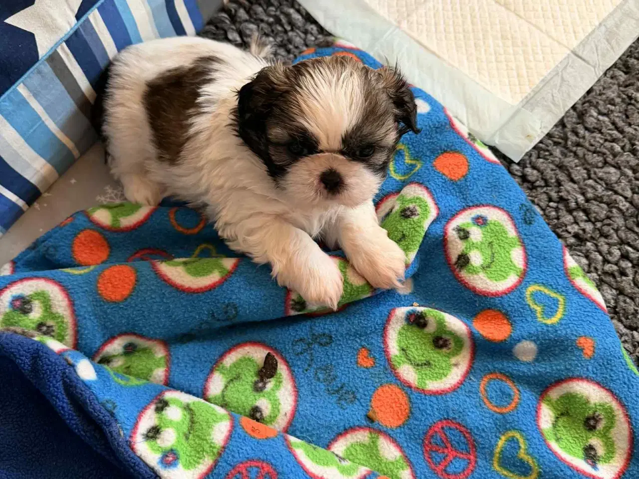Billede 2 - Shih tzu hvalpe 5 uger med stamtavle