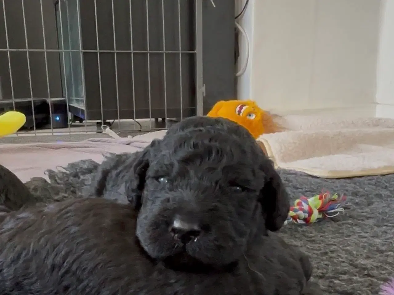 Billede 1 - Labradoodle goldendoodle doodle hvalpe 