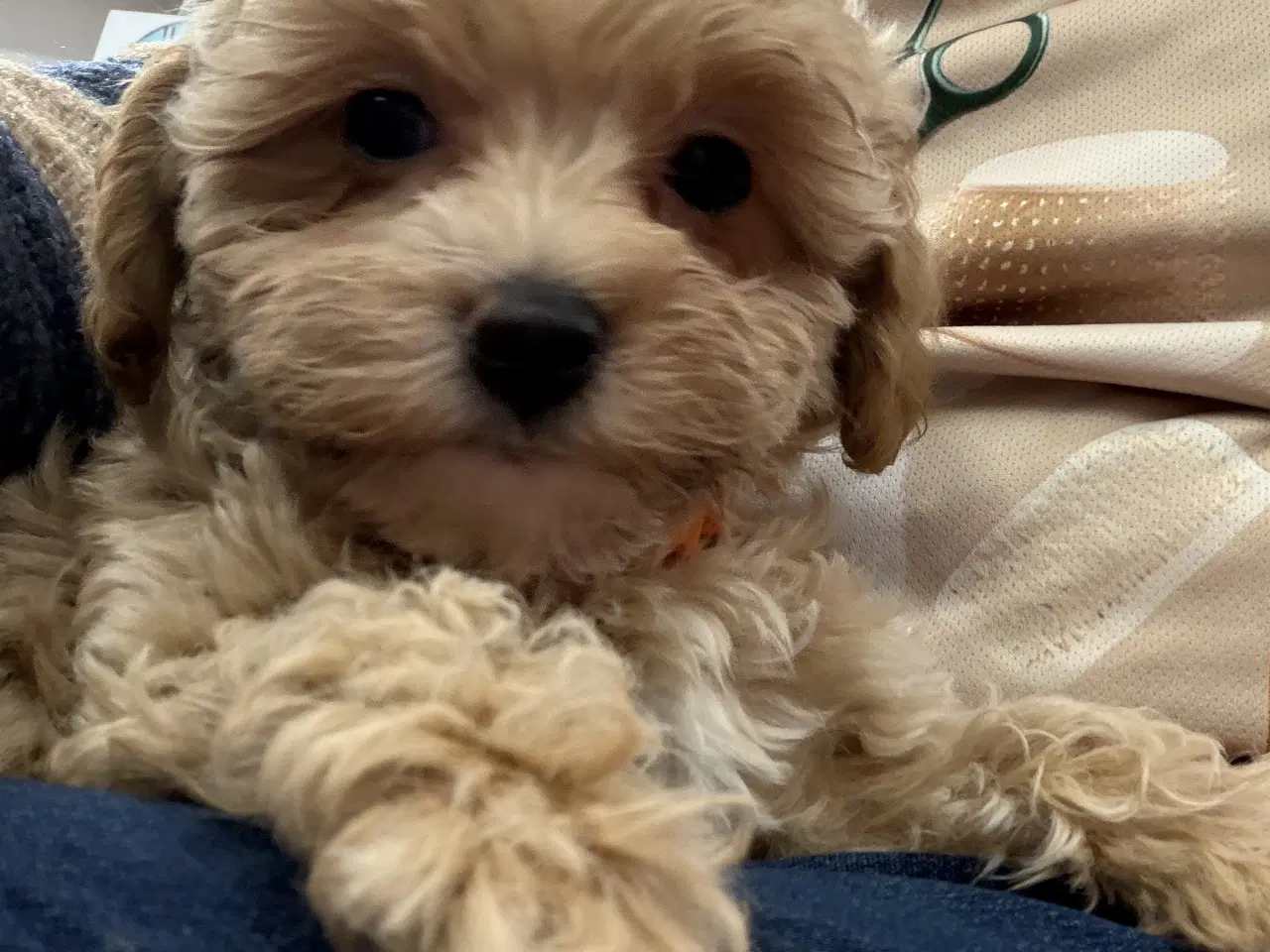 Billede 14 - 🐾✨ Skønne Maltipoo hvalpe klar mellem jul & Nytår