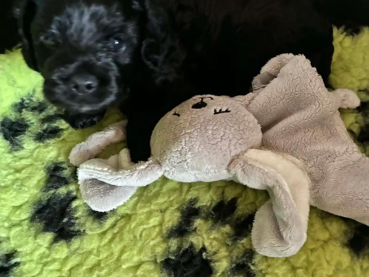 Billede 2 - Cavapoo tævehvalp 6 uger 