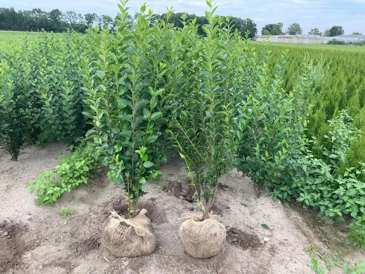 Billede 2 - 100 stk. Ligustrum 80-100 cm.