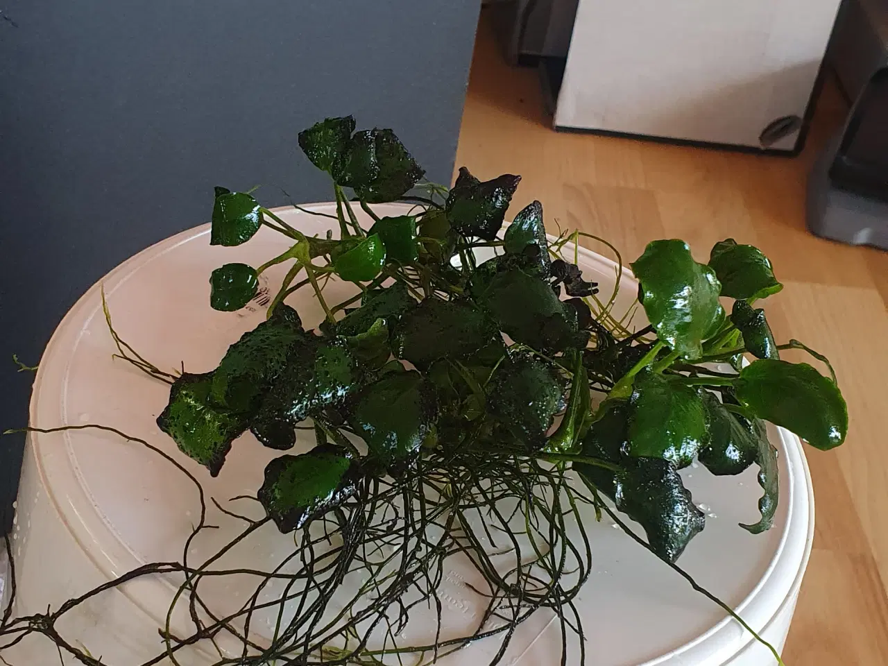 Billede 6 - Akvarieplanter. Anubias.