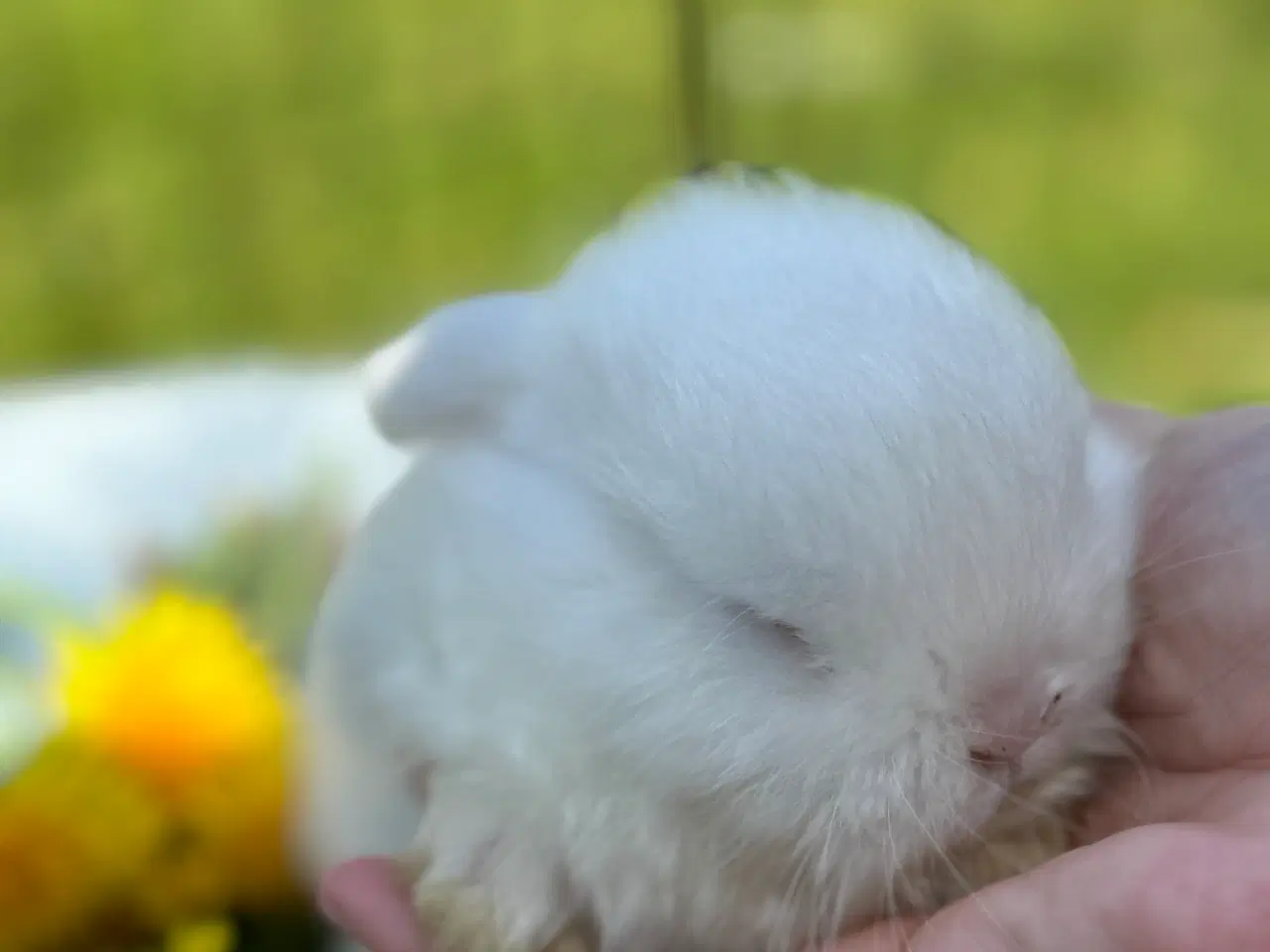 Billede 3 - Minilop kanin unge