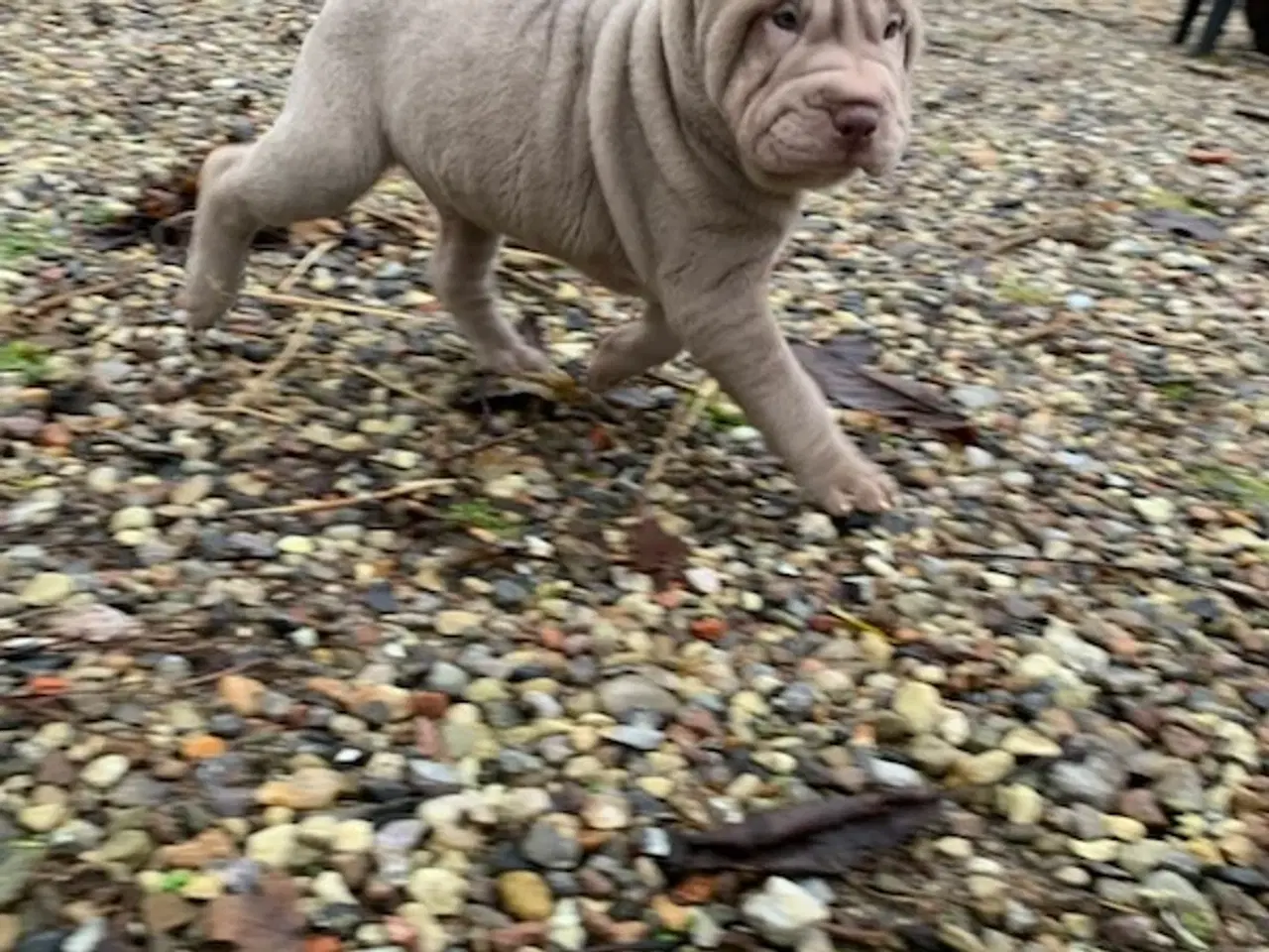 Billede 1 - Shar pei han