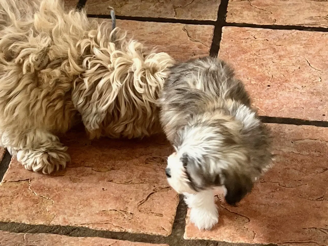 Billede 8 - Skønneste og gladeste tævehvlap