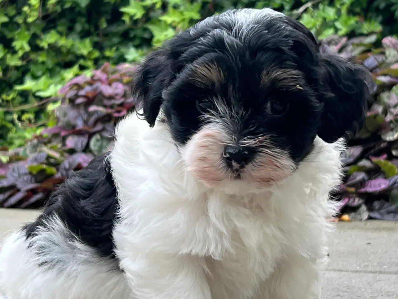 Billede 5 - 🐾Skønne familie hunde 🐾