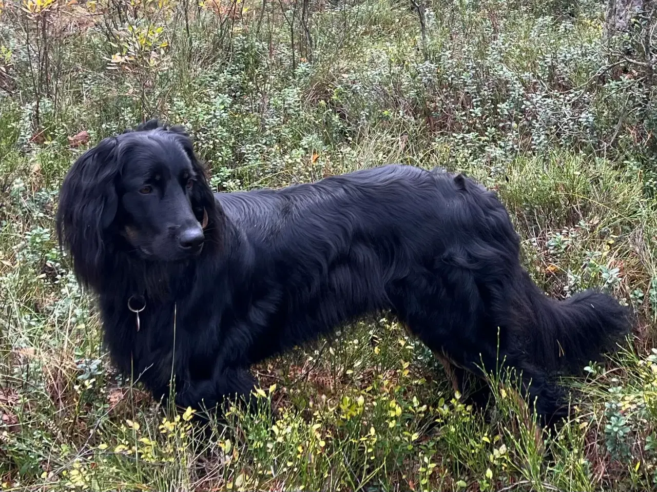 Billede 2 - Hovawart hvalpe til sommer